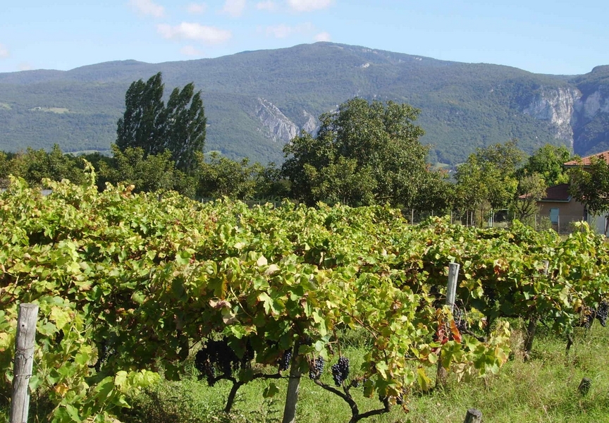 Le Domaine du Bané
